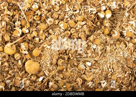 Cornice completa di fiori di camomilla secchi come sfondo. Medicina alternativa. Concetto di fondo alimentare. Foto Stock