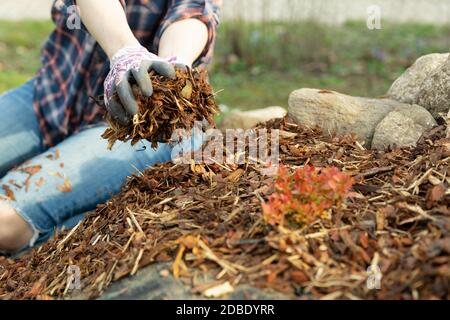 Donna giardiniere mulching potter thuja tree con pini di corteccia di albero di telone. Il giardinaggio urbano Foto Stock