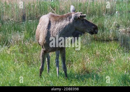 Moose o alci eurasiani in una giornata di sole in campagna. Foto Stock