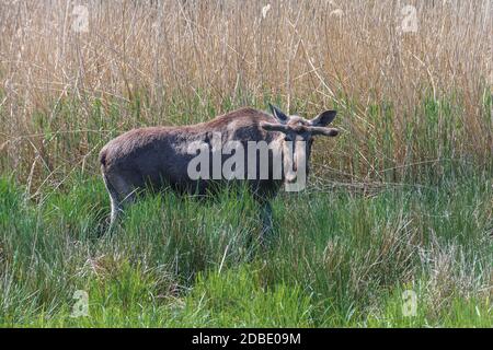 Moose o alci eurasiani in una giornata di sole in campagna. Foto Stock