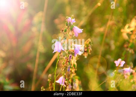 Bluebells all'alba in raggi del sole nascente. Bellissimi fiori viola delle Bluebells in sunlights. Sole di mattina. Fiori di campo all'alba. Raggi di sole cadono sul fiore Foto Stock