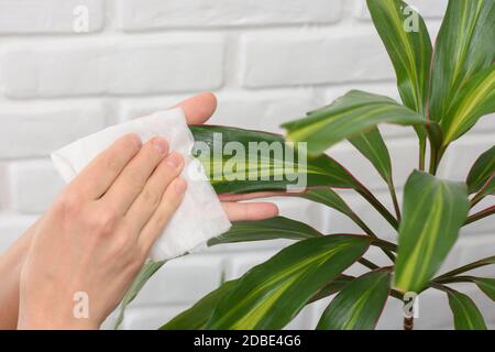Durante la pulizia, pulire la polvere con un tovagliolo con le piante Foto Stock