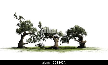 Jeffrey Pine tree cluster su un'area verde Foto Stock