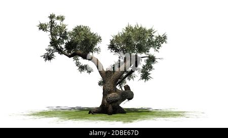 Albero di Jeffrey Pine su un'area verde Foto Stock