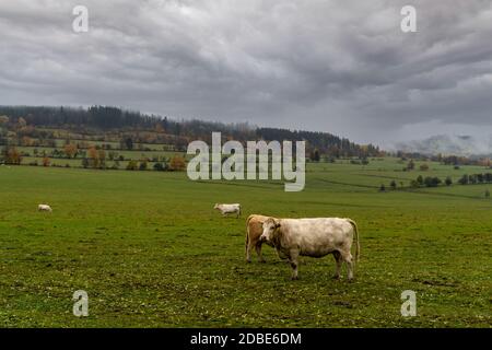 pascolo tori su pascolo verde in autunno Foto Stock