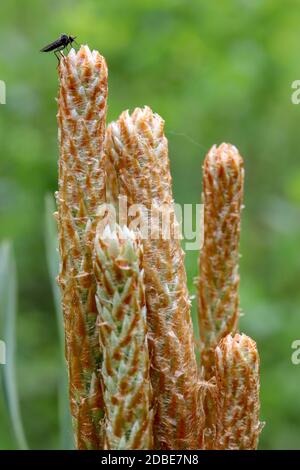 zanzara nera seduta su una pianta longitudinale. Orientamento verticale natura macro paesaggio. Foto Stock