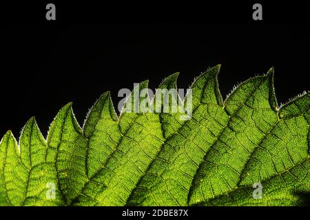 Pinging ortica foglia vena Urtica dioica in un campo Foto Stock
