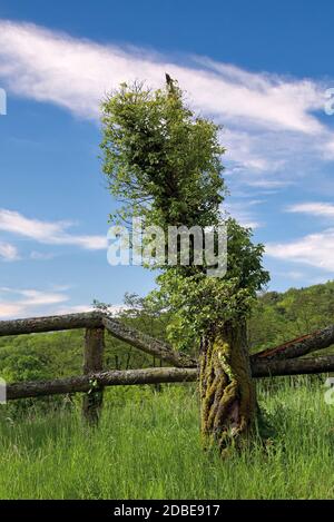 Tronco di albero mussoso con recinzione di legno Foto Stock
