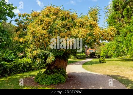 Castanea sativa conosciuta come castagno dolce o castagno spagnolo Foto Stock