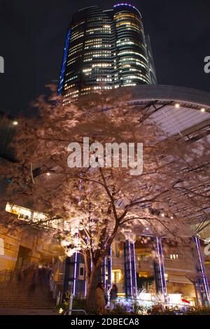 Colline di Roppongi e ciliegia Foto Stock