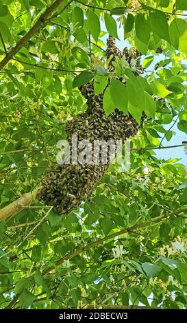 Un nuovo scaldare di miele Bees su Honeysuckle Foto Stock