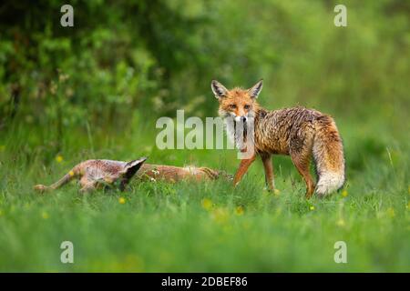 Volpe rossa selvatica, vulpes, in piedi da caprioli morti, capreolo capreolo, femmina e guardare indietro sulla spalla con spazio copia. Fauna selvatica scena Foto Stock