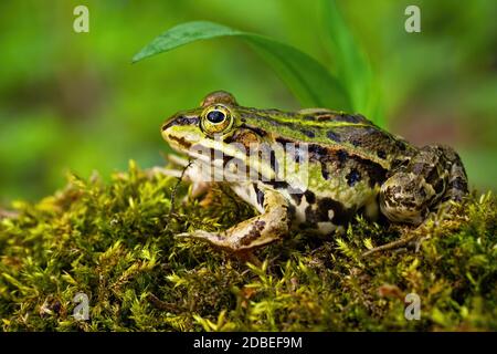 Rana commestibile incospicua, pelophylax esculentus, che si nasconde sotto una foglia verde in estate. Animali selvatici camuffati che si fondono con l'ambiente. Anfibio Foto Stock