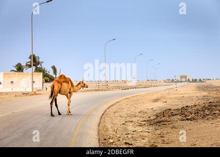 Un cammello è attraversando la strada nei pressi di Salalah, Oman Foto Stock