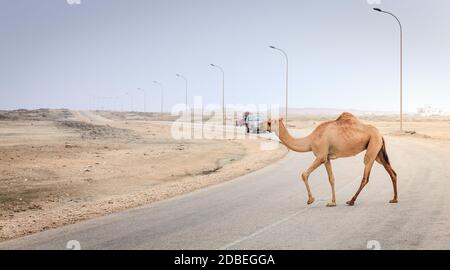 Un cammello è attraversando la strada nei pressi di Salalah, Oman Foto Stock