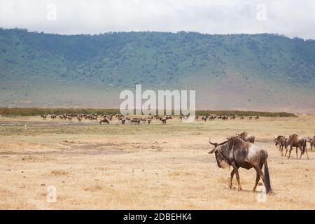 Gnu in fila su di Ngorongoro Conservation Area cratere, Tanzania. Fauna africana Foto Stock