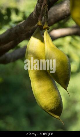 Due semi-baccelli molto grandi di albero del fagiolo nero (castanospermum australe). Tamborine Mountain, Queensland, Australia, estate. Foto Stock