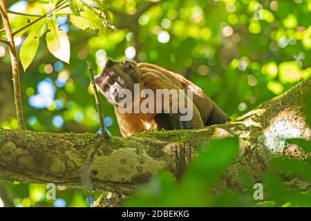 Scimmia Cappuccina marrone Tufted nella foresta pluviale vicino ad alta Floresta, Brasile Foto Stock