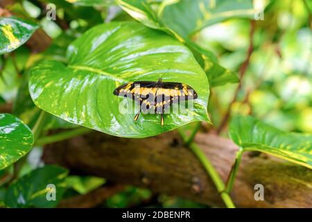 Una farfalla nera gialla si trova su una grande foglia verde, primo piano Foto Stock