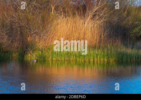 Parco Naturale Aiguamolls de l'Emporda, Golfo di Roses, Alt Emporda, regione Emporda, provincia di Girona, Catalogna, Spagna Foto Stock