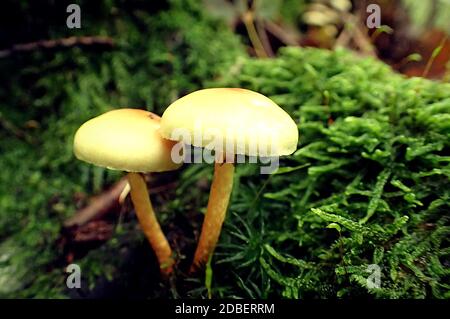 Due funghi circondati da muschio Foto Stock