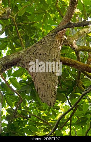 Termite Nest in un albero della foresta pluviale in Amazzonia vicino alta Floresta, Brasile Foto Stock