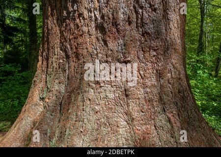 Tronco di un albero di sequoia in una foresta Foto Stock