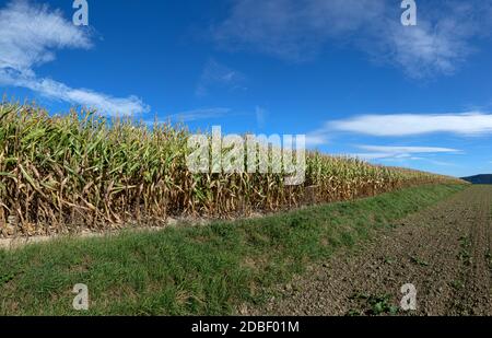 Il bordo di un campo con parzialmente essiccato piante di mais Foto Stock