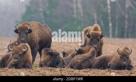 Allevamento di bisonti europei che riposano nella foresta wintertime, Bialowieza Forest, Polonia, Europa Foto Stock