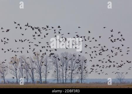 Volare grande gregge di Greylag oca (Anser anser) su paesaggio nebby, la migrazione di uccelli nel Parco Nazionale Hortobagy, Ungheria, puszta è ecosista famouf Foto Stock