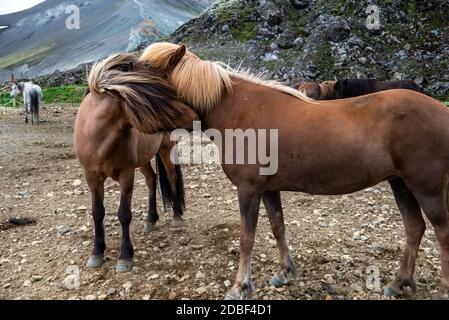 Una mandria di cavalli islandesi iin Islanda Foto Stock