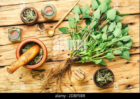 Erba di limone fresca, foglie di melissa essiccate e medicinale elisir.Natural medicina, erbe Foto Stock