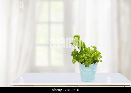 Ciao concetto di primavera. Composizione di erba basilico fresco verde in una pentola blu di metallo su tavolo da cucina soleggiato con vista su un astratto backgrou tenda sfocata Foto Stock