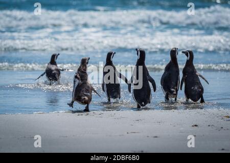 Sei pinguini magellanici che corrono in acque poco profonde Foto Stock