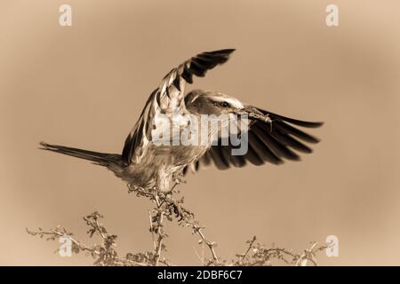 Rullo seppia tostato lilla su ramo con gracopper Foto Stock