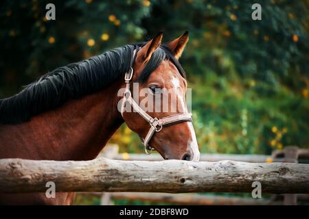 Un bel cavallo della baia con una mane scura e un halter sulla sua museruola si trova in un paddock con un recinzione di legno su una giornata estiva sullo sfondo di albero Foto Stock