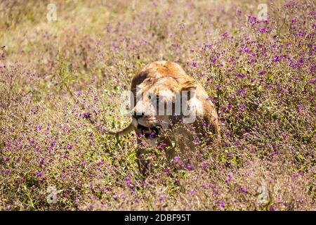 Quasi calpestati. Foto Stock