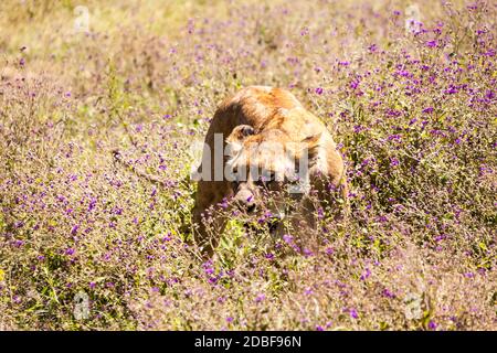 Quasi calpestati. Foto Stock