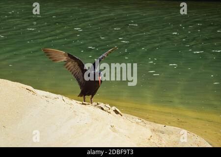 Un ostrystercatcher variabile (Haematopus unicolor) su una spiaggia di sabbia in una laguna, che si estende le sue ali. Abel Tasman National Park, Nuova Zelanda, Isola del Sud Foto Stock