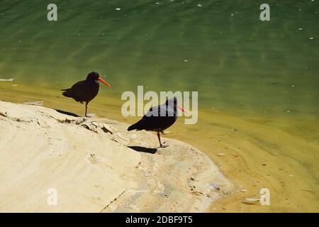 Due ostriche variabili (Haematopus unicolor) su una spiaggia di sabbia in una laguna nel Parco Nazionale Abel Tasman, Nuova Zelanda, Isola del Sud. Entrambi gli standi Foto Stock