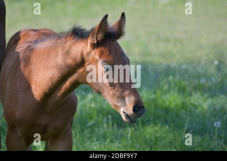 Ritratto di una baia carina warmblood filly, a partire da flehming e arricciando il suo labbro superiore. Foto Stock