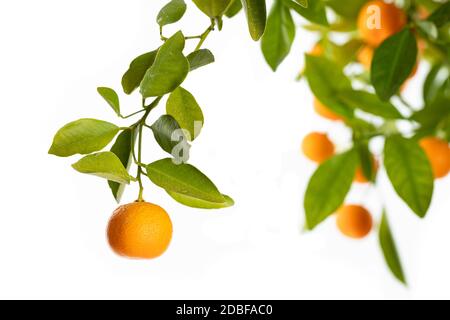 Arance mature appese ad un piccolo albero arancione Foto Stock