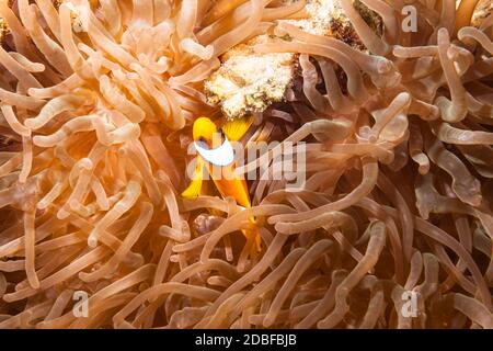 Primo piano di Sea Anemone con anemonefish nel Mar Rosso /Egitto Foto Stock