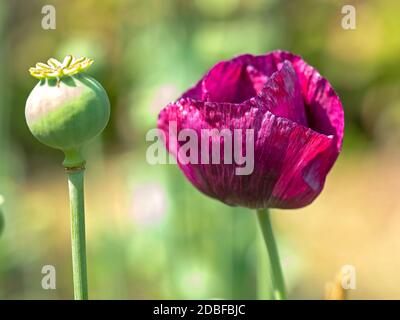 Primo piano di un fiore di papavero con petali viola alla luce del sole e un baccello di seme Foto Stock