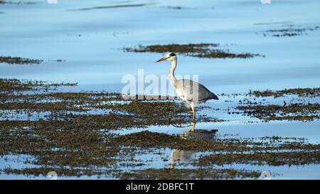 Caccia di Heron nelle branche del prehore. Foto Stock