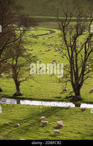 Pascolo di pecore in erba verde con il fiume Leach che attraversa, Eastleach, Cotswolds, Gloucestershire, Inghilterra, Regno Unito, Europa Foto Stock