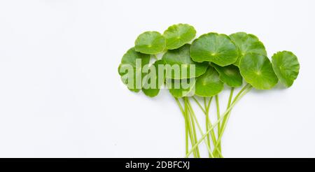 Foglie fresche di centella asiatica verde o pianta di pennywart dell'acqua Foto Stock
