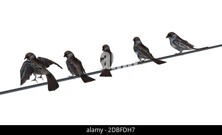 Gruppo di sparrows su sfondo bianco Foto Stock