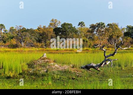 Okawango Delta , Bostwana Foto Stock