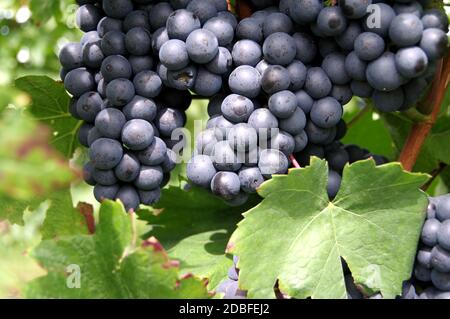 Uve blu quasi mature con foglie di vite verde Foto Stock